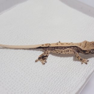 노멀 핀스트라이프 화이트