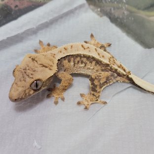 노멀 쿼드