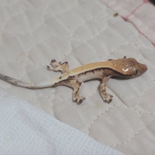 세이블