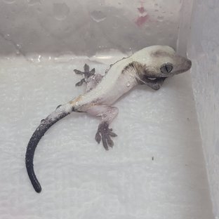 흑표 x 멥시2세