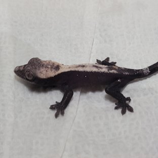 흑표x 사쿠라