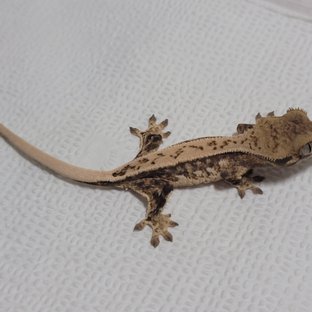 노멀 쿼드 풀핀