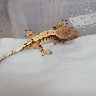 흰둥이 x 흑표