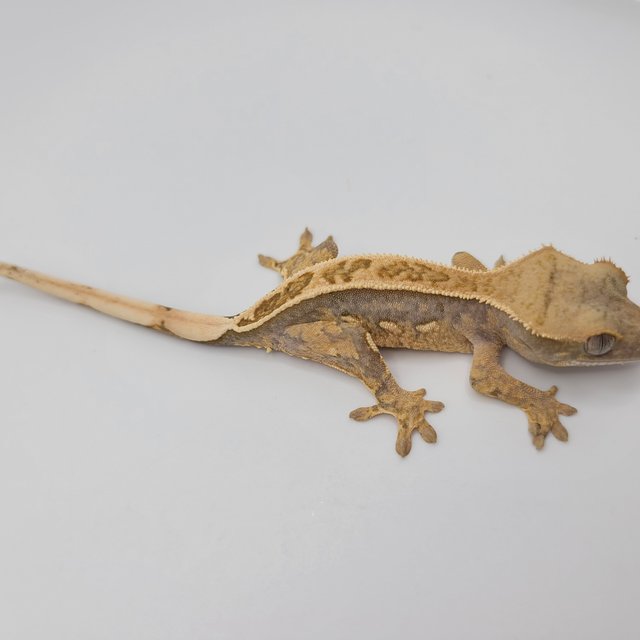 100%헷아잔틱 풀핀