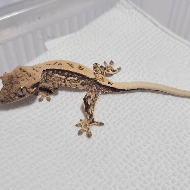 노멀 핀스트라이프 화이트