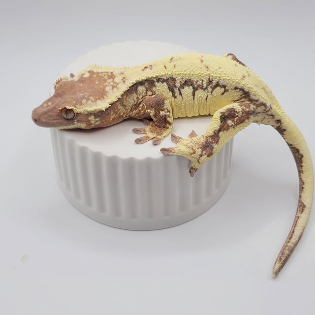 릴리 세이블