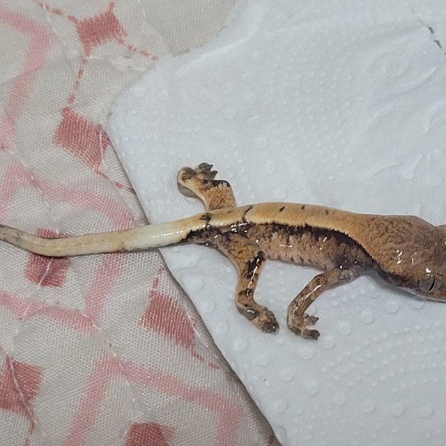 세이블