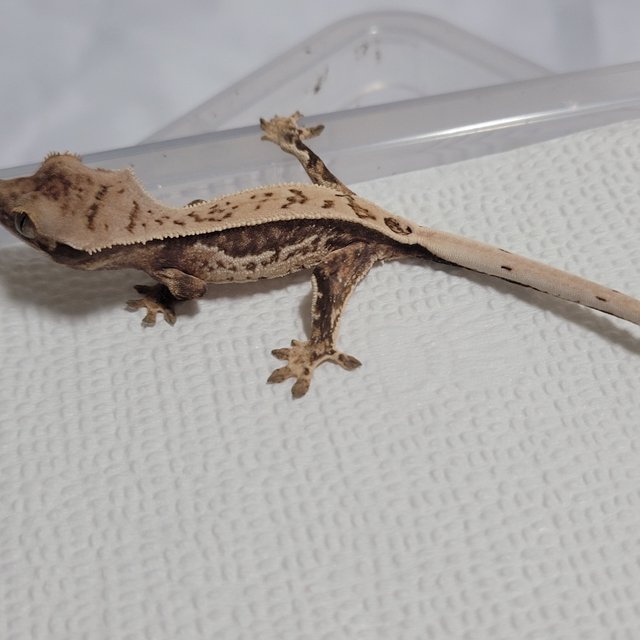 노멀 핀스트라이프