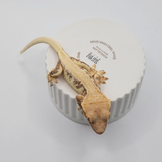 릴리화이트
