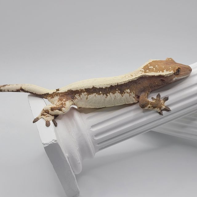세이블