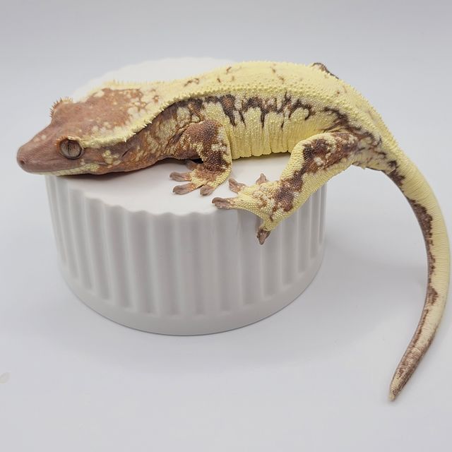 릴리 세이블