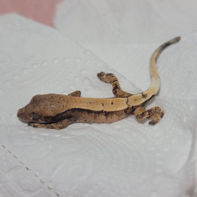 세이블