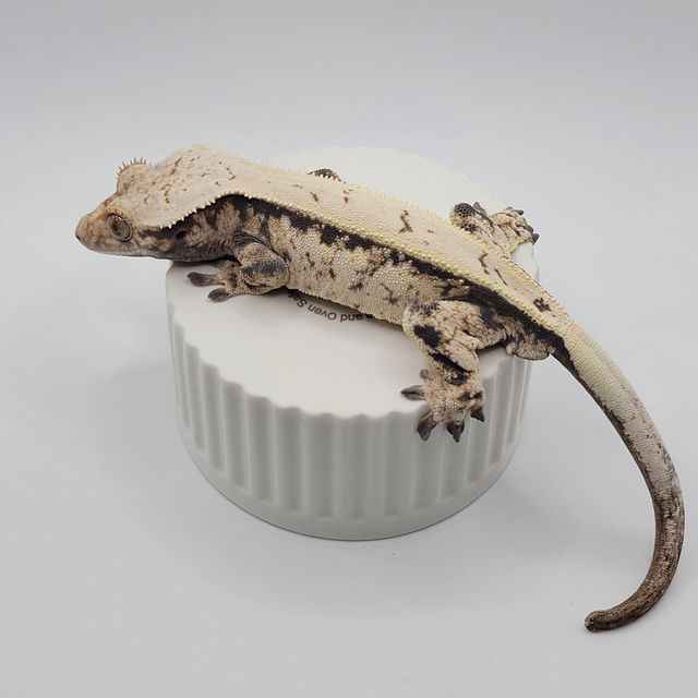 세이블