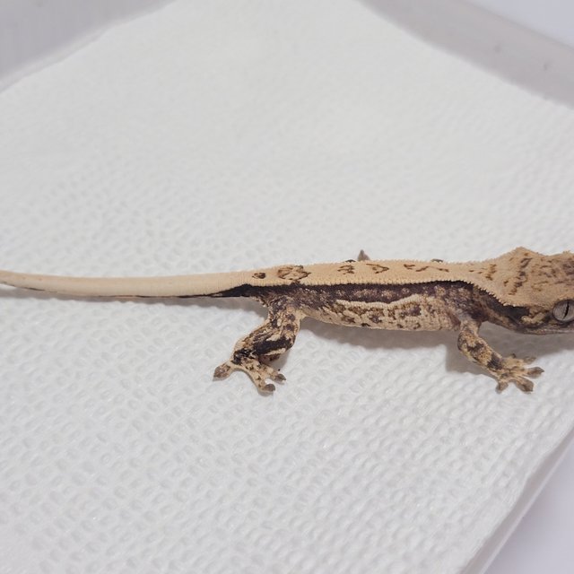 노멀 핀스트라이프 화이트