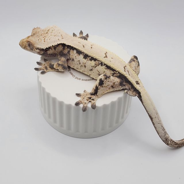 세이블