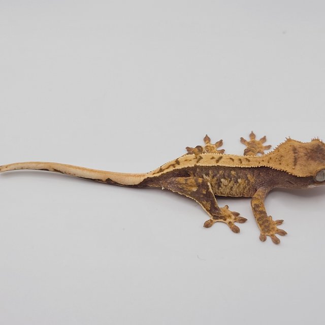 노멀 100%헷아잔틱