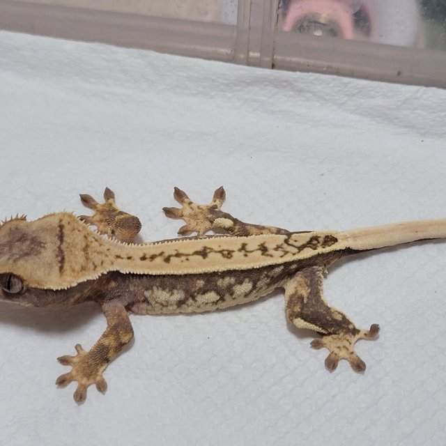 노멀 쿼드 풀핀