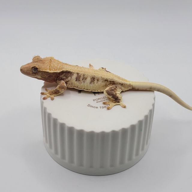 릴리화이트