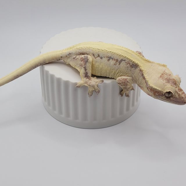 릴리 세이블