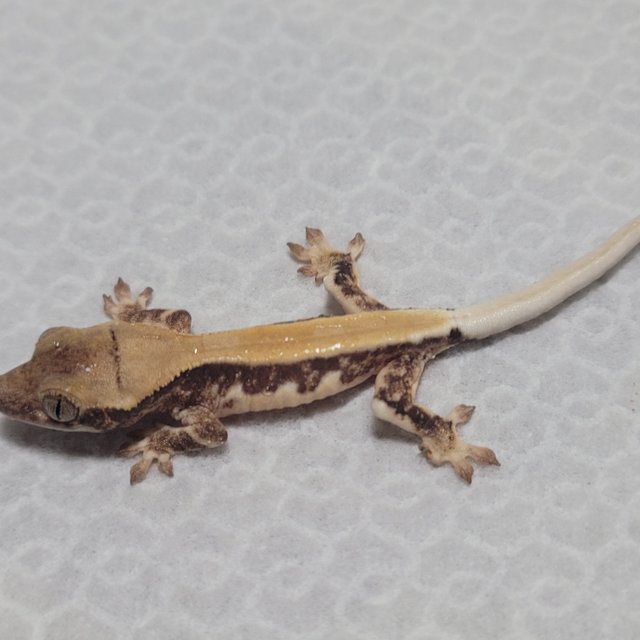 릴리화이트 솔리드백