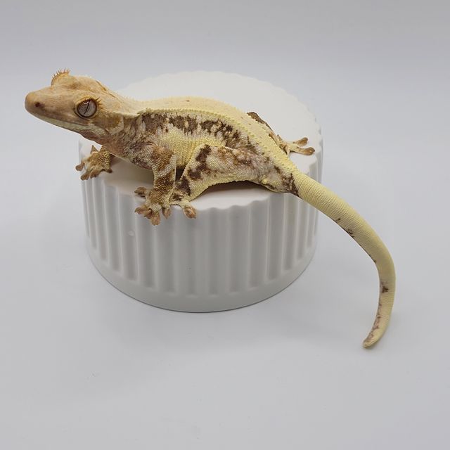 릴리화이트
