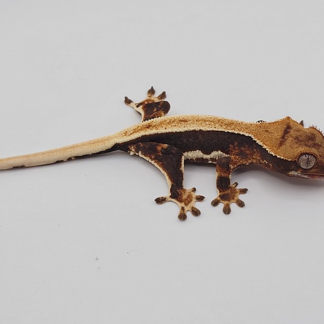 릴리100%헷아잔틱