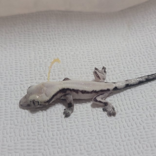 슈퍼세이블 릴리