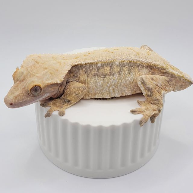 노멀