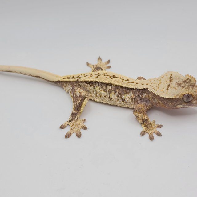 노멀 핀스트라이프 화이트포트홀