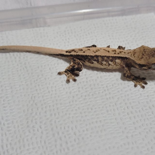 노멀 쿼드 풀핀