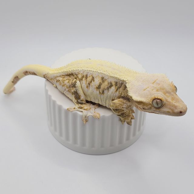 릴리화이트