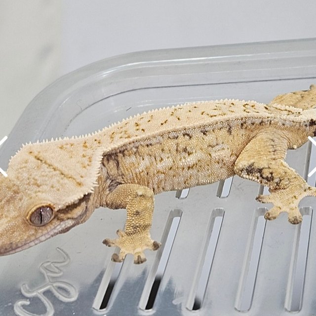 노멀 드리피 핀스트라이프 화이트스팟