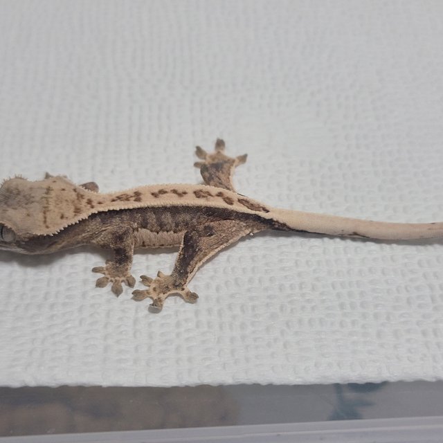 노멀 핀스트라이프