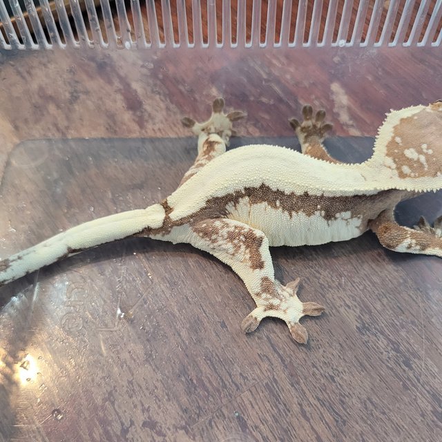 세이블