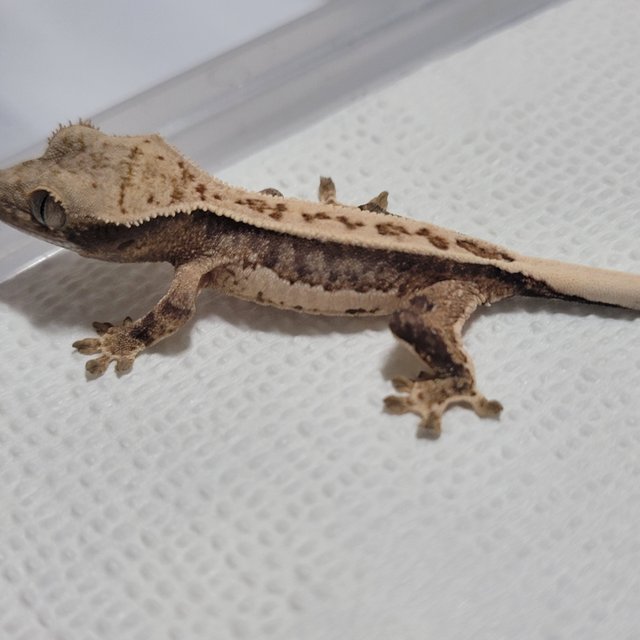 노멀 핀스트라이프