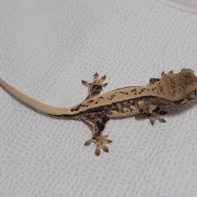 노멀 쿼드 풀핀