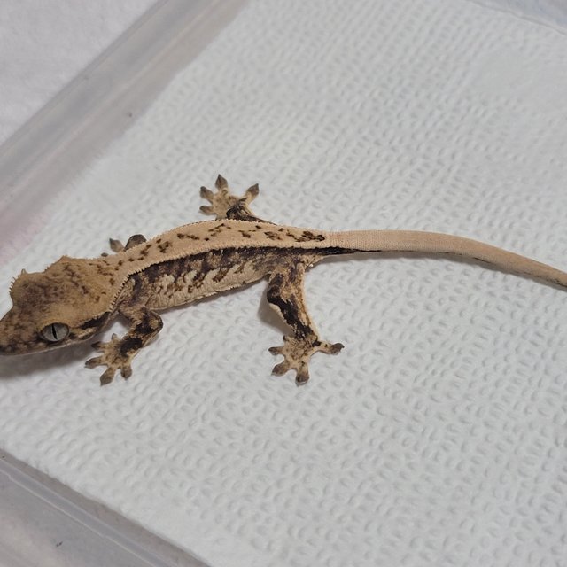 노멀 쿼드 풀핀