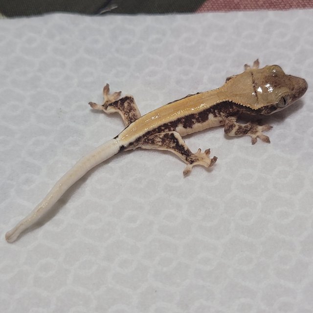 릴리화이트 솔리드백