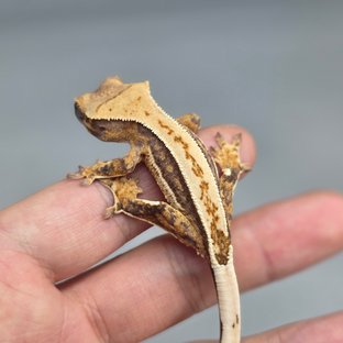 오딘x설이47