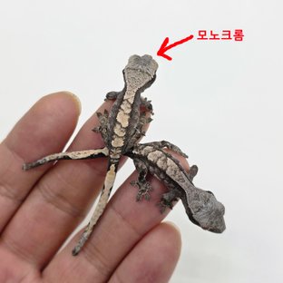 모노크롬26H16