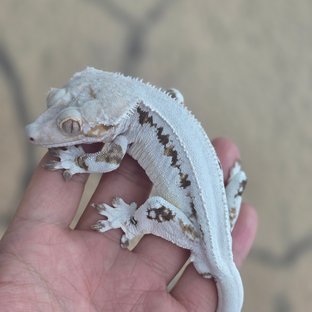 화백(픽셀형질)