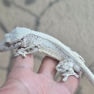 백야(픽셀형질)