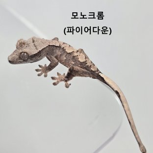 모노크롬95