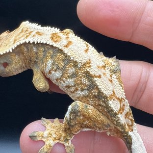 노멀 쿼드 화이트스팟 트라이 화이트 익스트림할리퀸