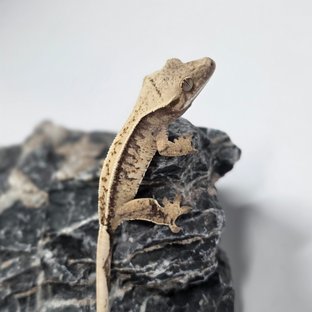 오딘x설이48