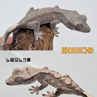 모노크롬1+1