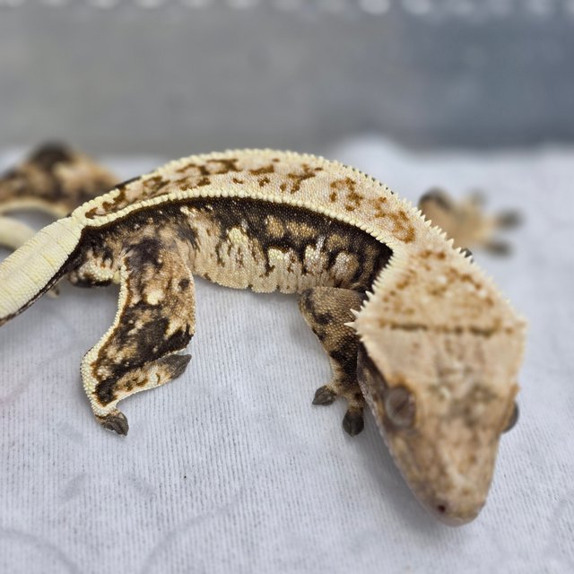 노멀 트라이 쿼드 화이트핀 화이트스팟