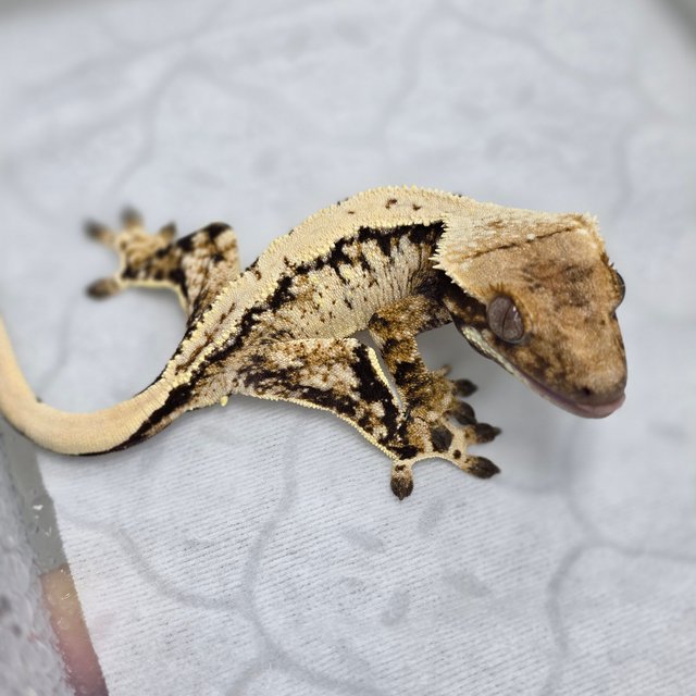 노멀 화이트핀 쿼드 익스트림할리퀸 화이트