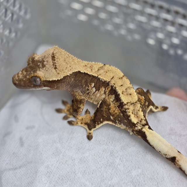 노멀 드리피 쿼드 화이트스팟