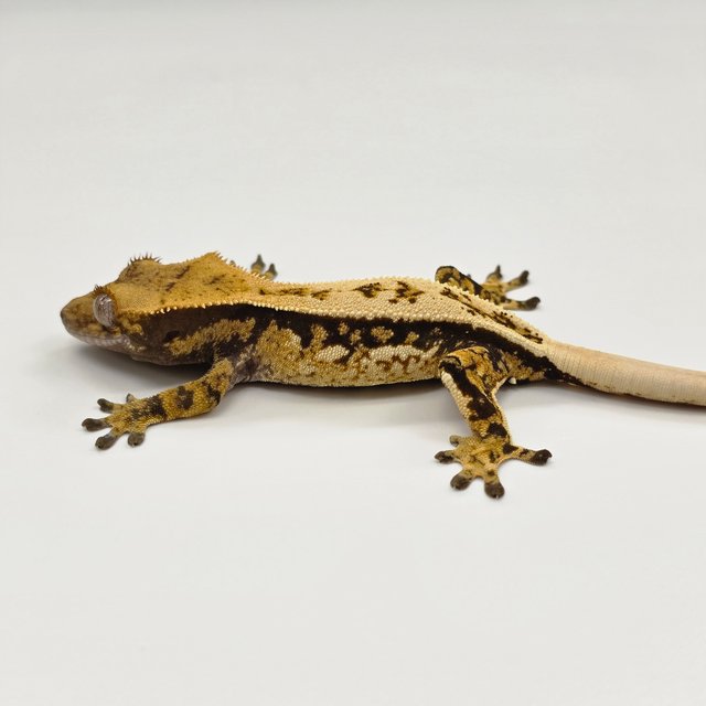 노멀 트라이 쿼드 풀핀 텐저린